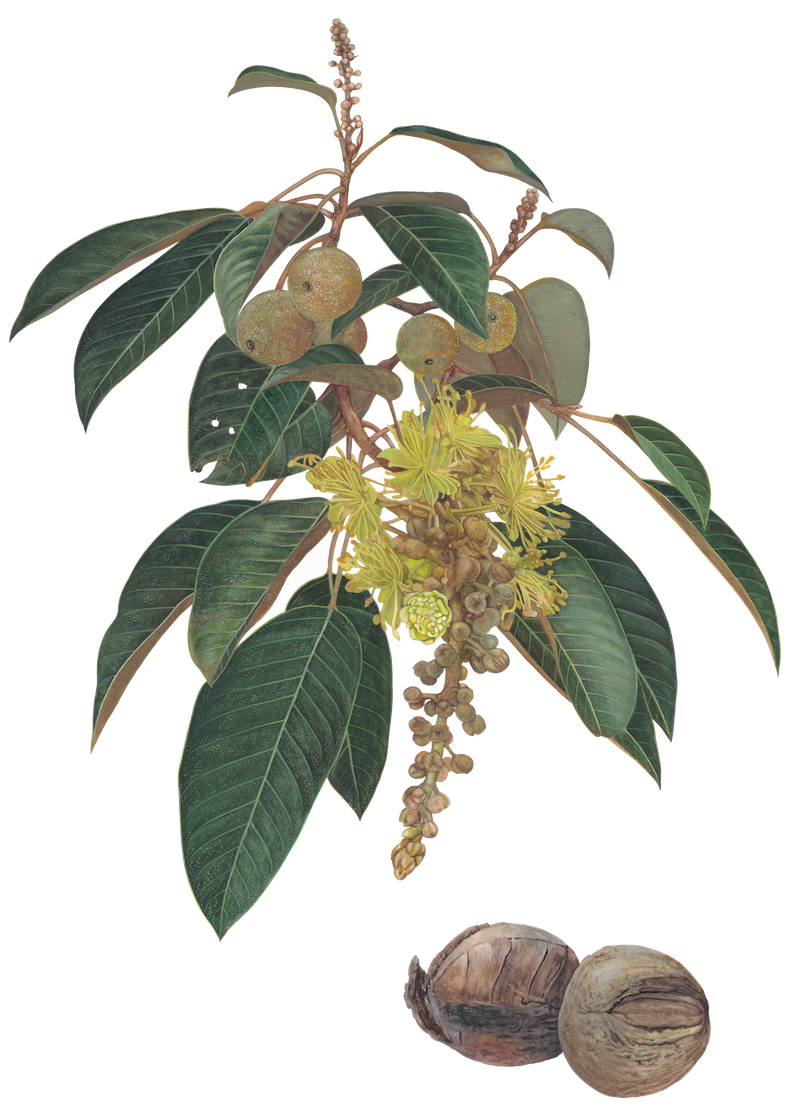 Croton-megalocarpus