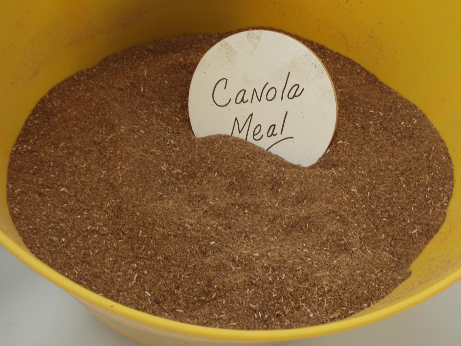 Canola_meal