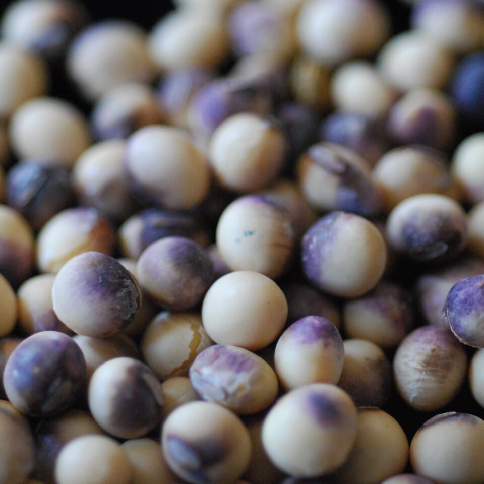 Soybean-Seed-Diseases-Adam-Sisson-22-960x960